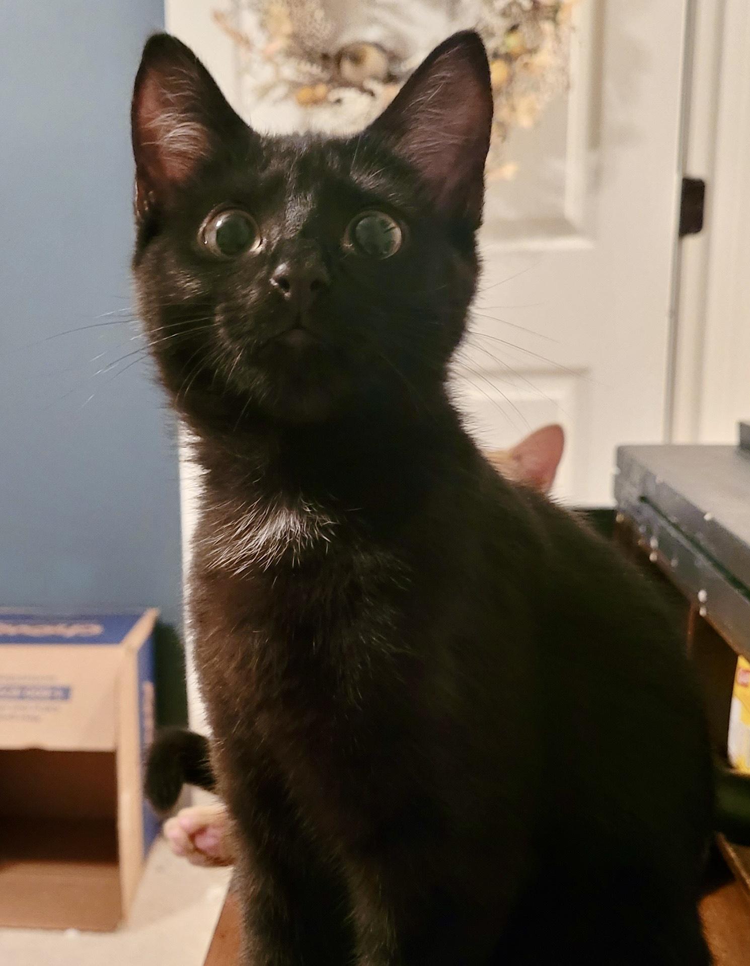 Enlarge Maeve, an adopted American Shorthair in Saint Augustine, FL image 2/3