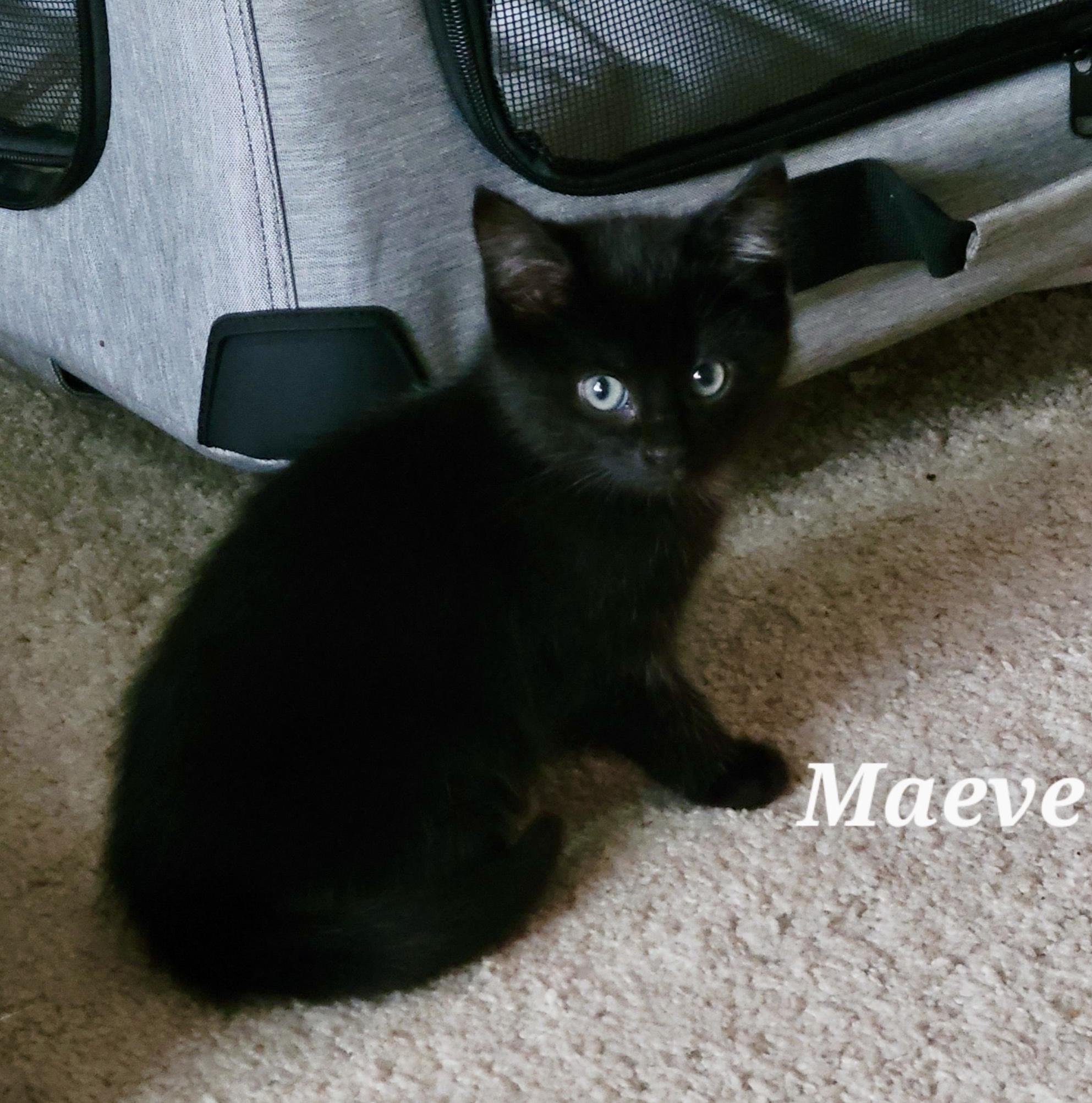 Maeve, adopted, Kitten Female American Shorthair.