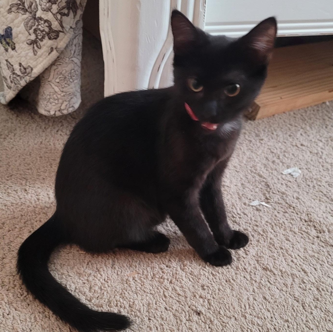 Enlarge Maeve, an adopted American Shorthair in Saint Augustine, FL image 3/3