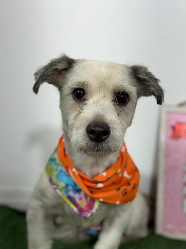 Enlarge Henry-One of our Amazing Rescue Dogs, a Adoptable mixed breed in Sparks, NV image 1/1