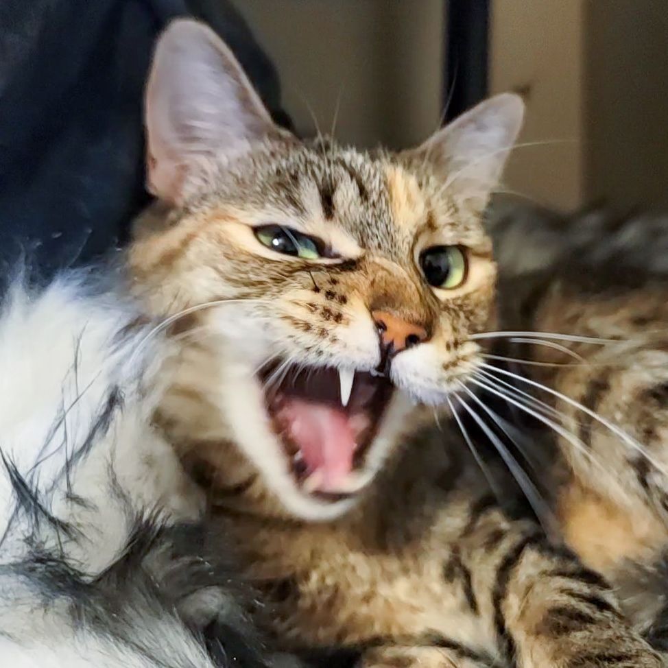 Jean Grey, Adoptable, Adult Female Domestic Short Hair.