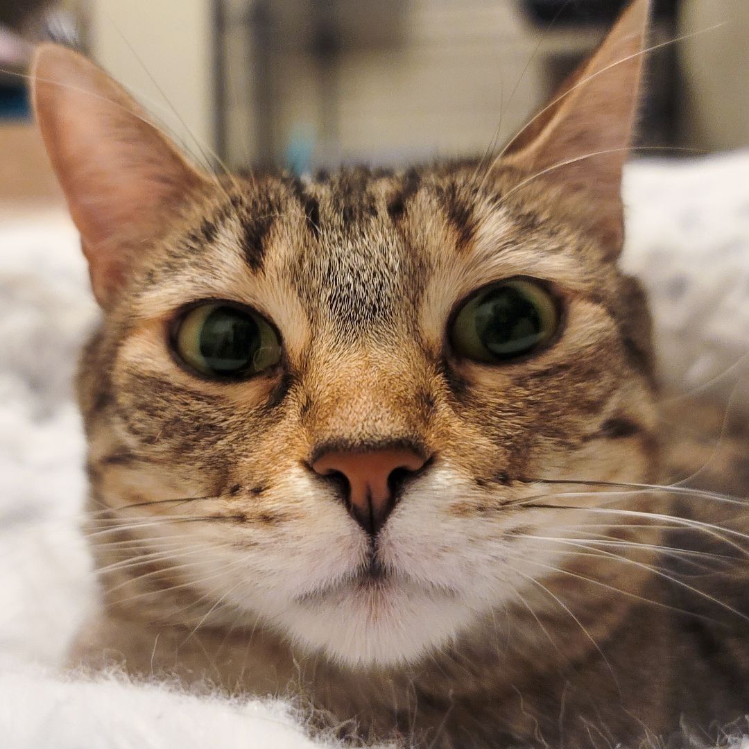 Enlarge Jean Grey, a Adoptable mixed breed in Lancaster, CA image 2/5