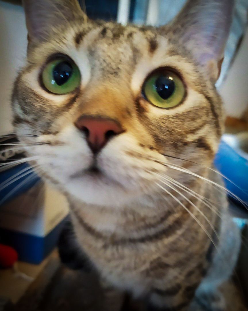 Enlarge Jean Grey, a Adoptable mixed breed in Lancaster, CA image 3/5