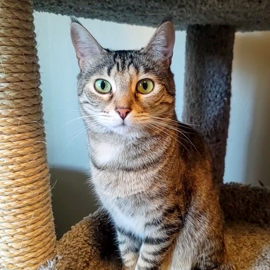 Enlarge Jean Grey, a Adoptable mixed breed in Lancaster, CA image 4/5