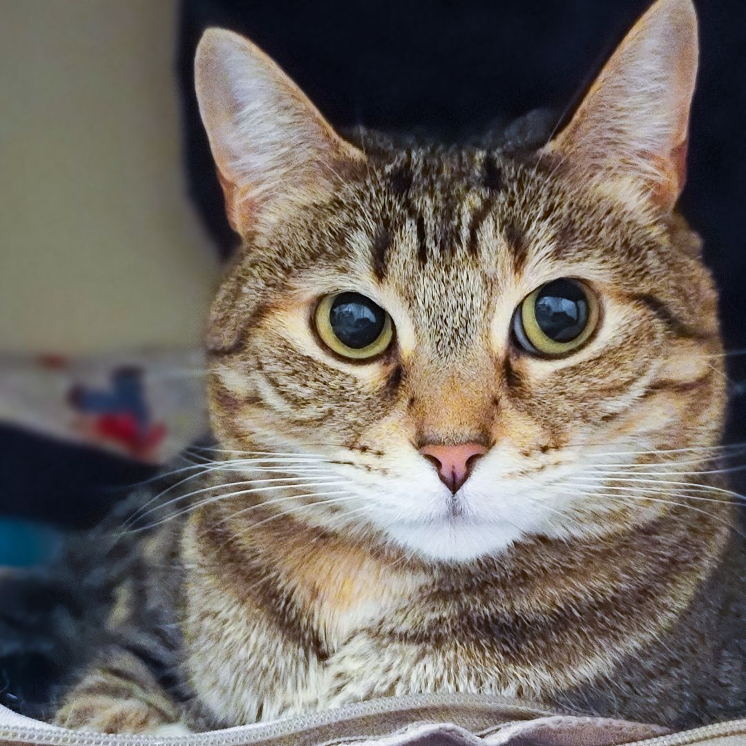 Enlarge Jean Grey, a Adoptable mixed breed in Lancaster, CA image 5/5