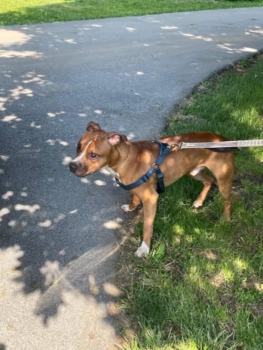 Enlarge Jax, a hold mixed breed in Hummelstown, PA image 1/1