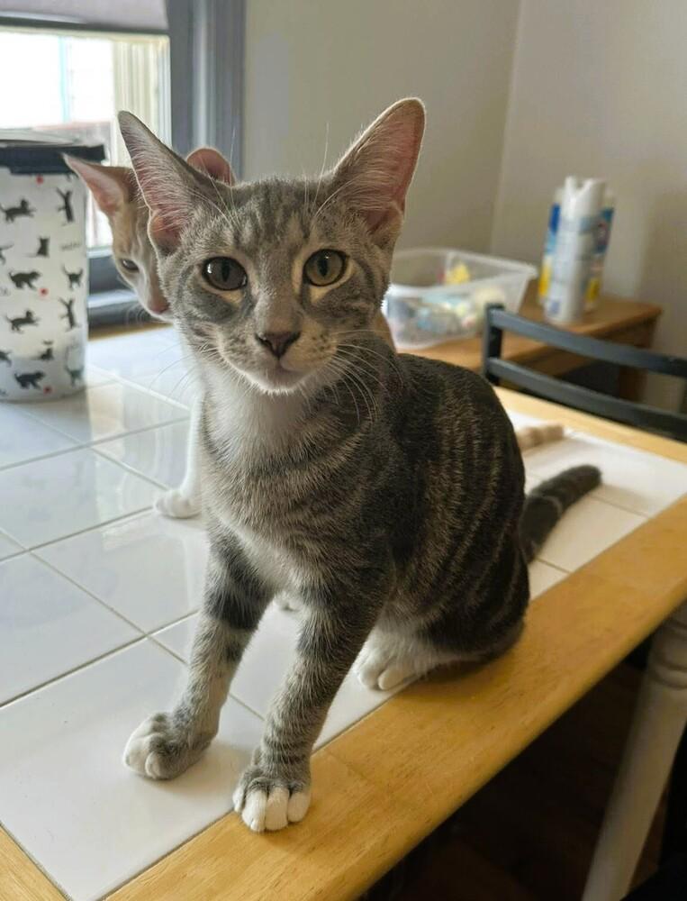 Squeak, Adoptable, Kitten Female Domestic Short Hair.