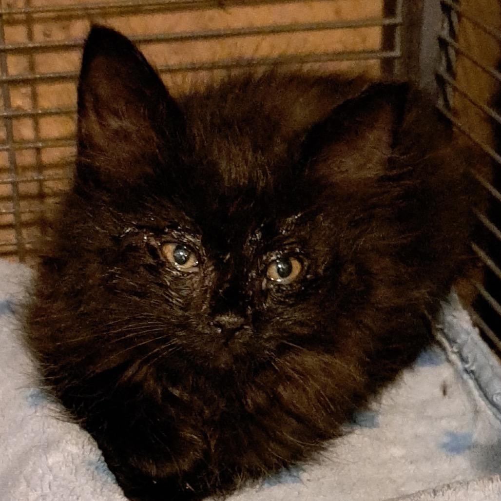Enlarge Siren, a Adoptable Domestic Short Hair in Green Forest, AR image 1/1