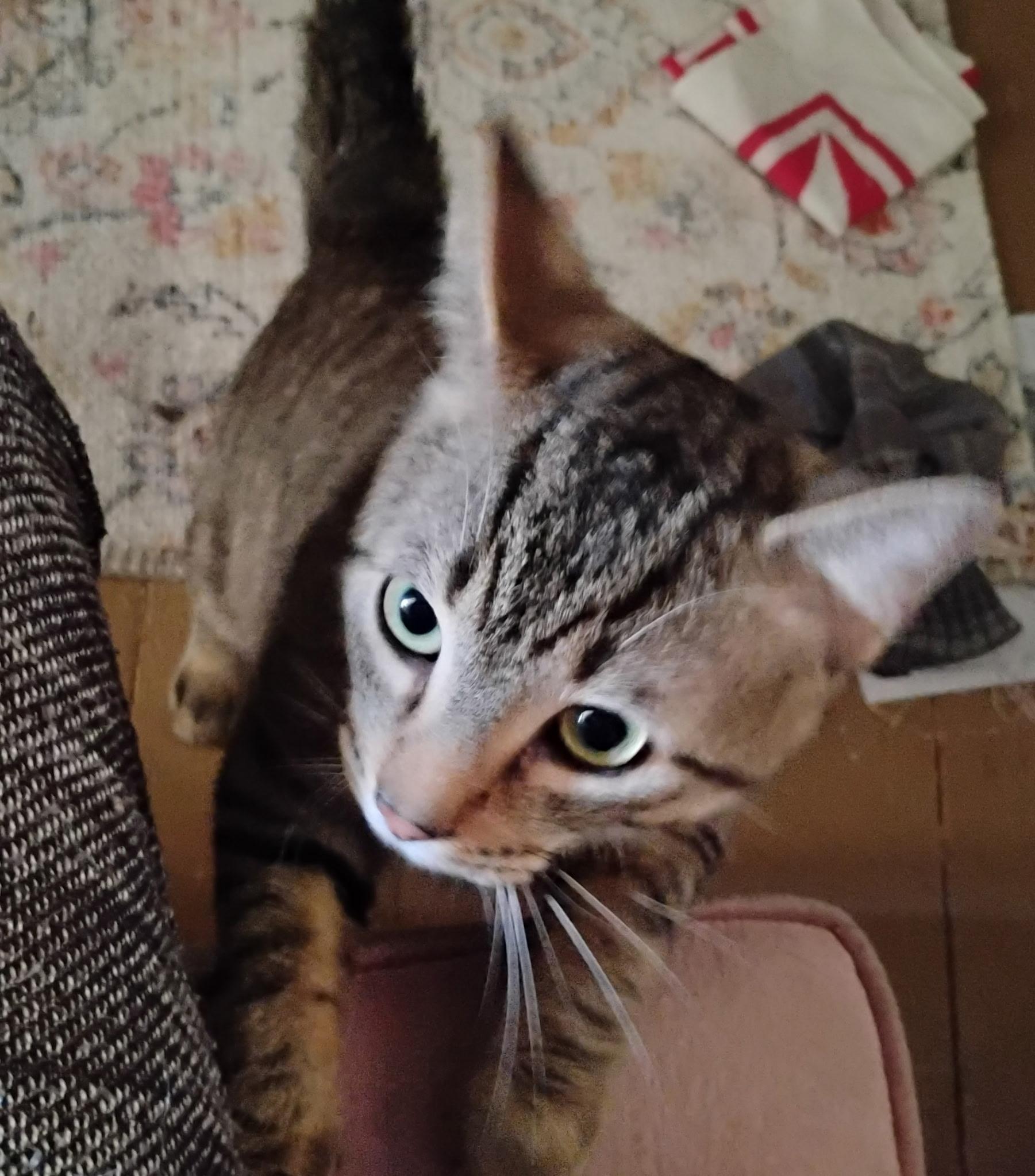 Starsky, Adoptable, Young Male Domestic Short Hair.