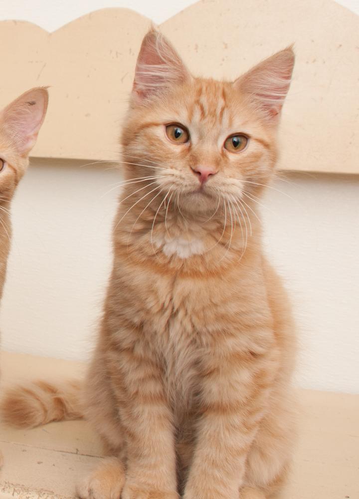 Enlarge Dandelion (gets adopted with Bunny), a Adoptable Tabby in Westminster, CO image 3/3