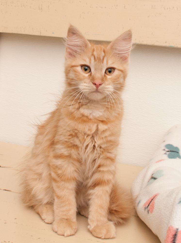 Enlarge Dandelion (gets adopted with Bunny), a Adoptable Tabby in Westminster, CO image 3/5