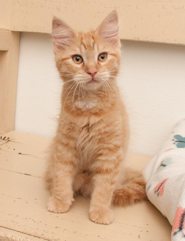 Enlarge Dandelion (gets adopted with Bunny), a Adoptable Tabby in Westminster, CO image 2/5
