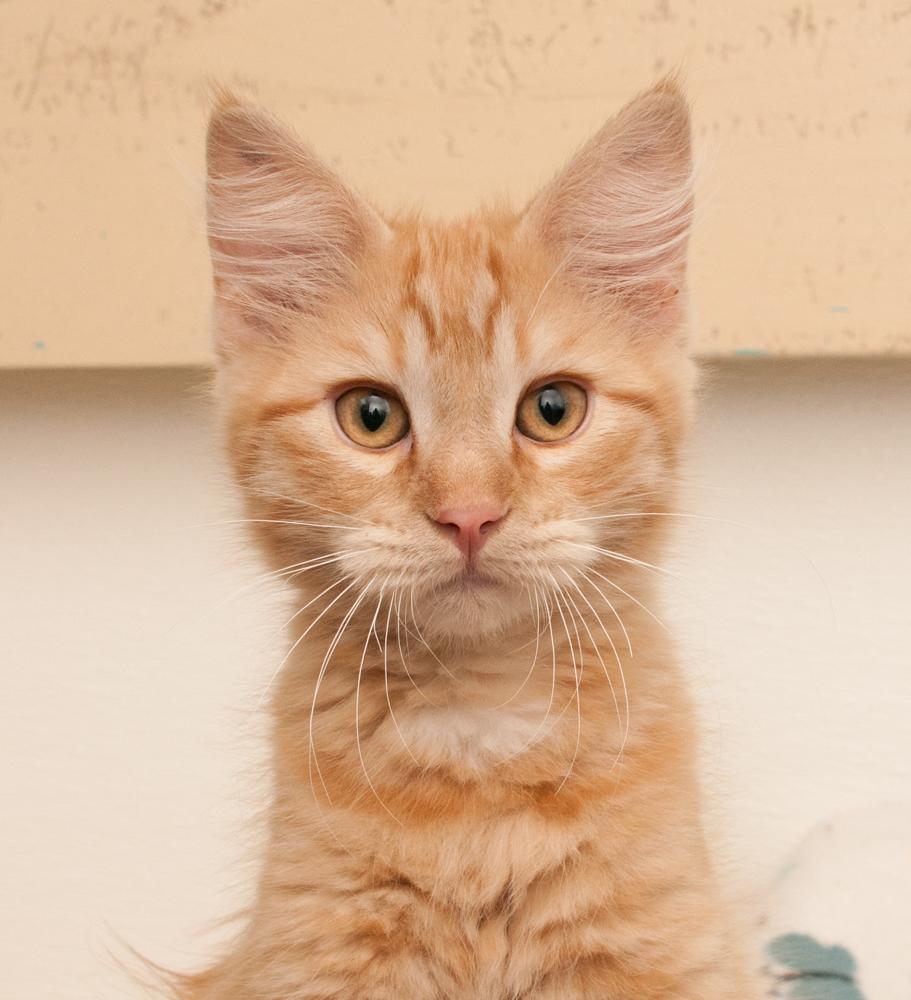 Dandelion (gets adopted with Bunny), Adoptable, Kitten Male Tabby.