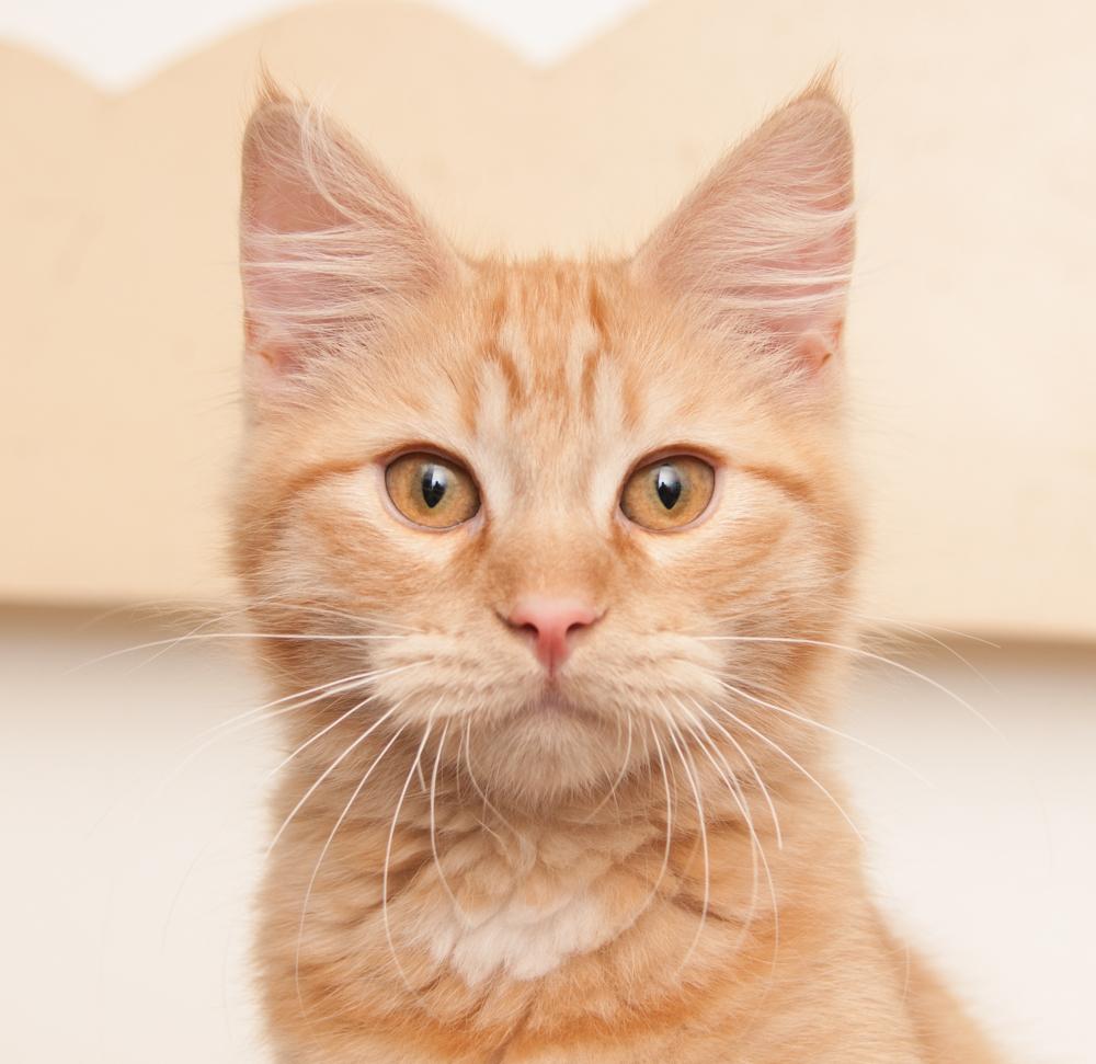 Dandelion (gets adopted with Bunny), Adoptable, Kitten Male Tabby.