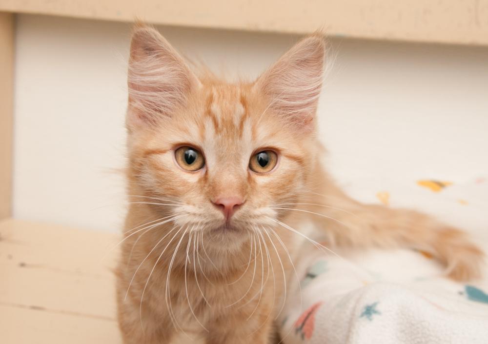 Enlarge Dandelion (gets adopted with Bunny), a Adoptable Tabby in Westminster, CO image 5/5