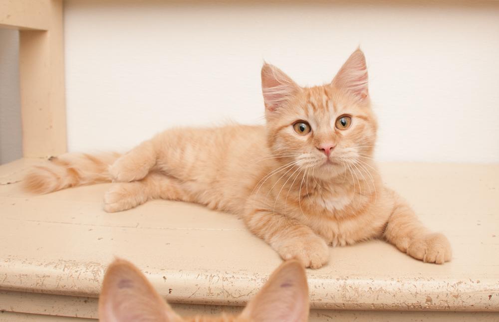 Enlarge Dandelion (gets adopted with Bunny), a Adoptable Tabby in Westminster, CO image 2/3