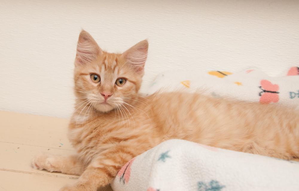 Enlarge Dandelion (gets adopted with Bunny), a Adoptable Tabby in Westminster, CO image 4/5