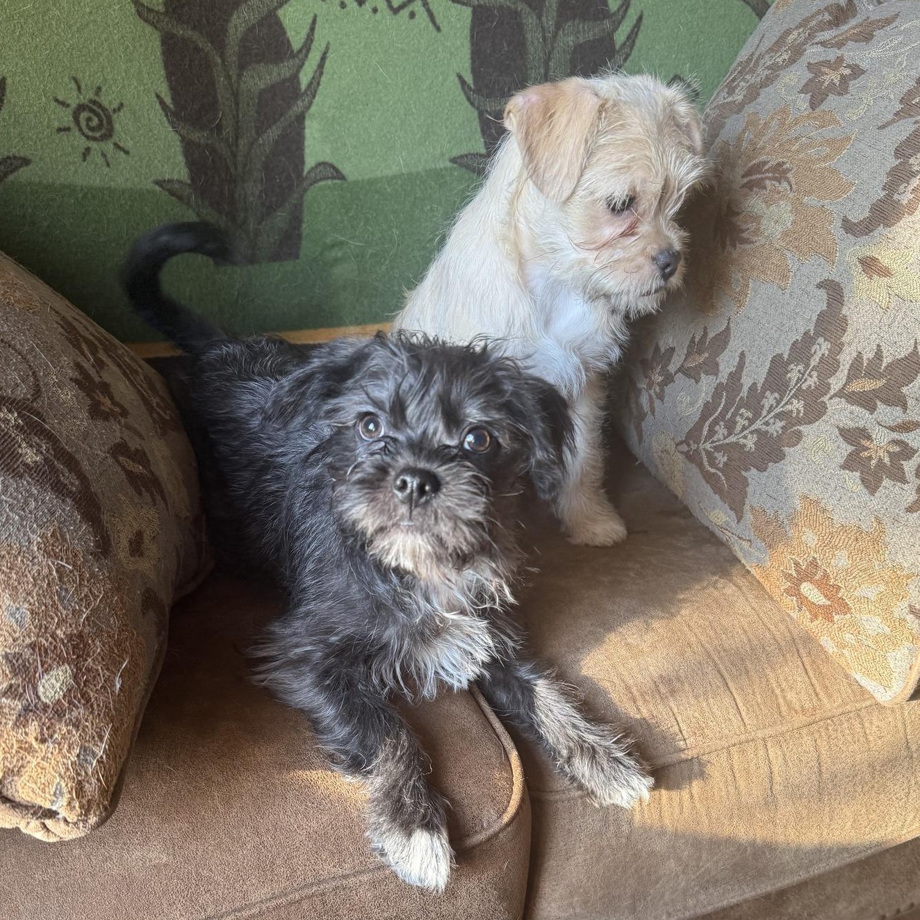 Lord of the Rings Litter, ADOPTABLE, Puppy Male Terrier.