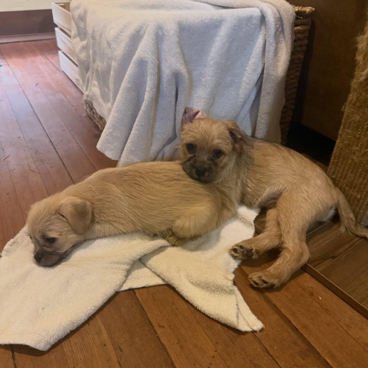 Enlarge Lord of the Rings Litter, a ADOPTABLE mixed breed in Eugene, OR image 1/3