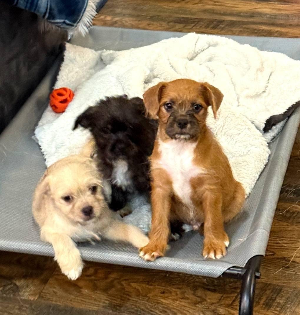 Lord of the Rings Litter, ADOPTABLE, Puppy Male Terrier.