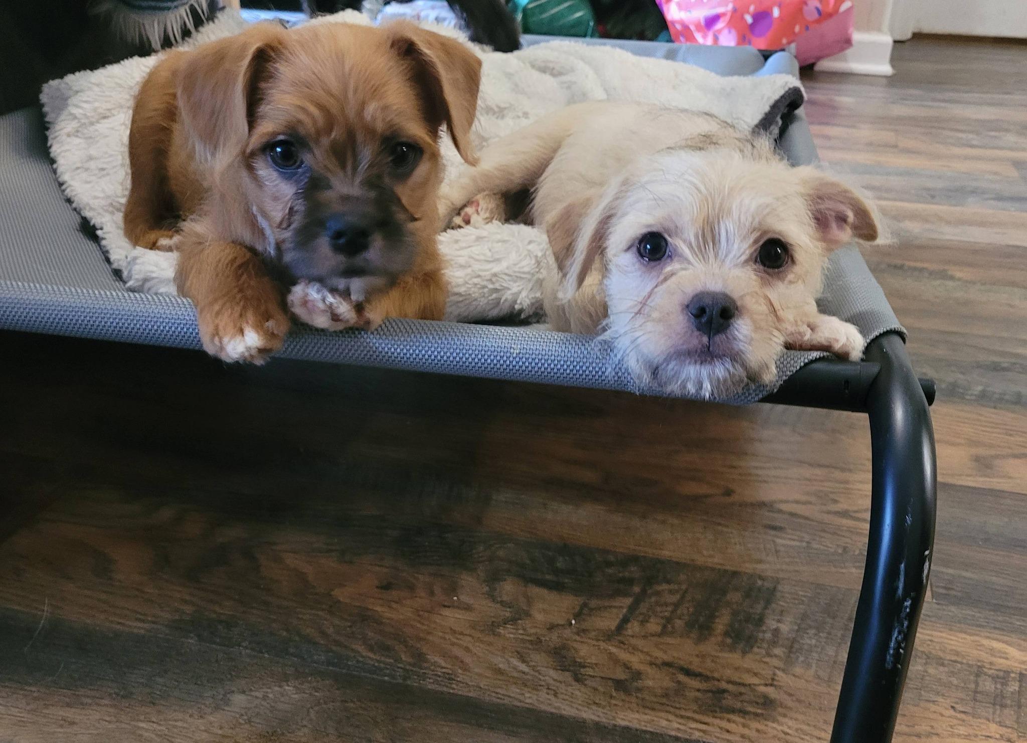 Enlarge Lord of the Rings Litter, a ADOPTABLE mixed breed in Eugene, OR image 3/3