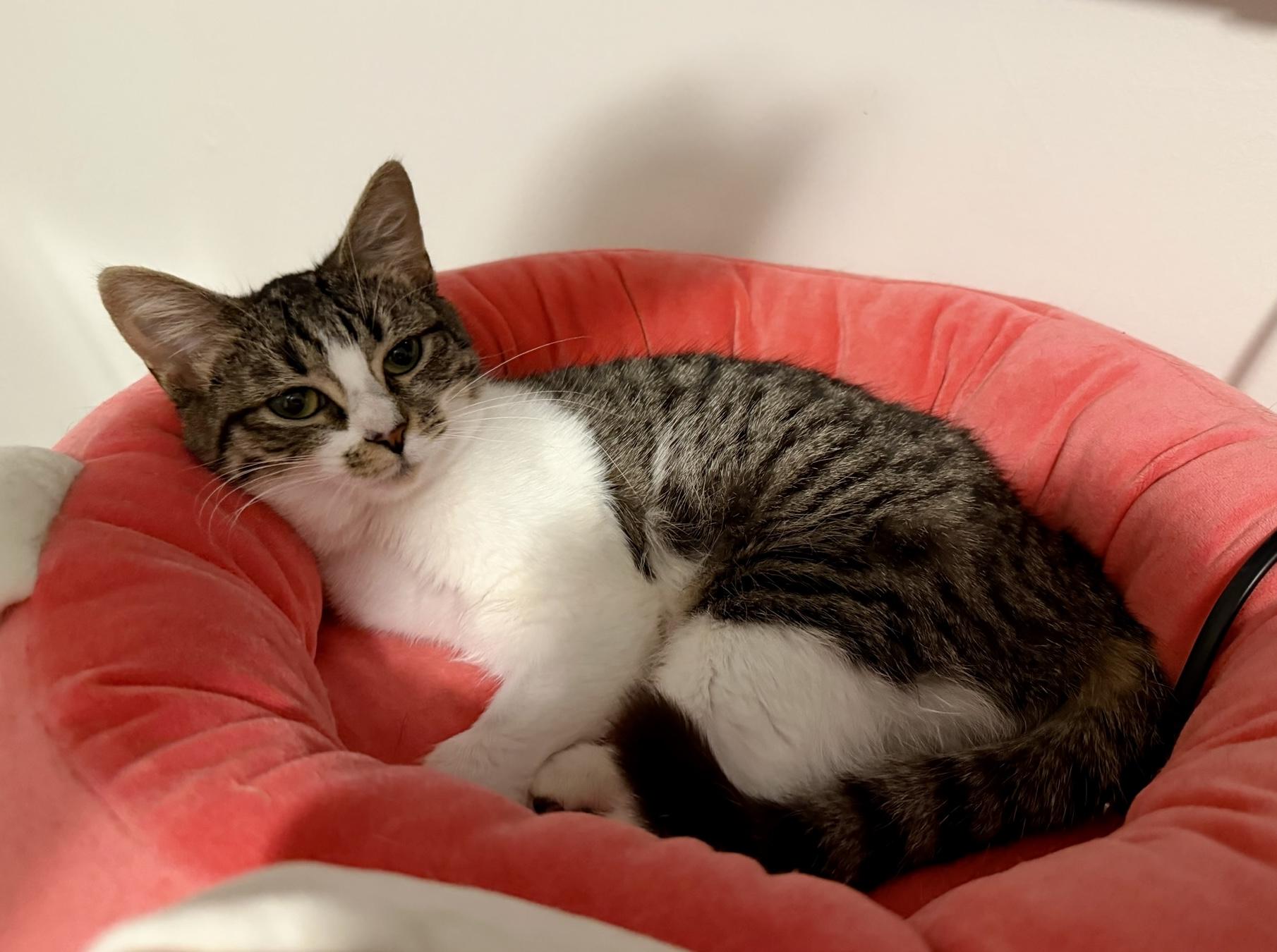 Enlarge Eileen , a ADOPTABLE Tabby in Bethel, CT image 4/6