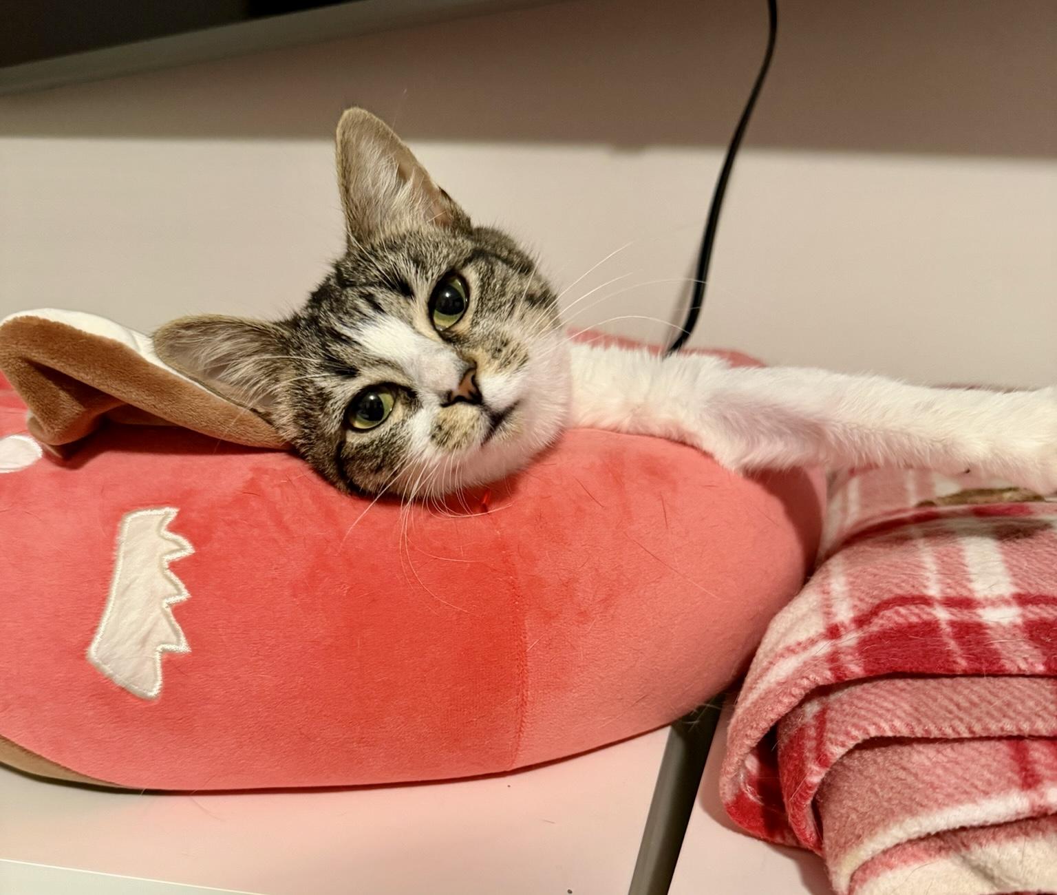 Enlarge Eileen , a ADOPTABLE Tabby in Bethel, CT image 2/6