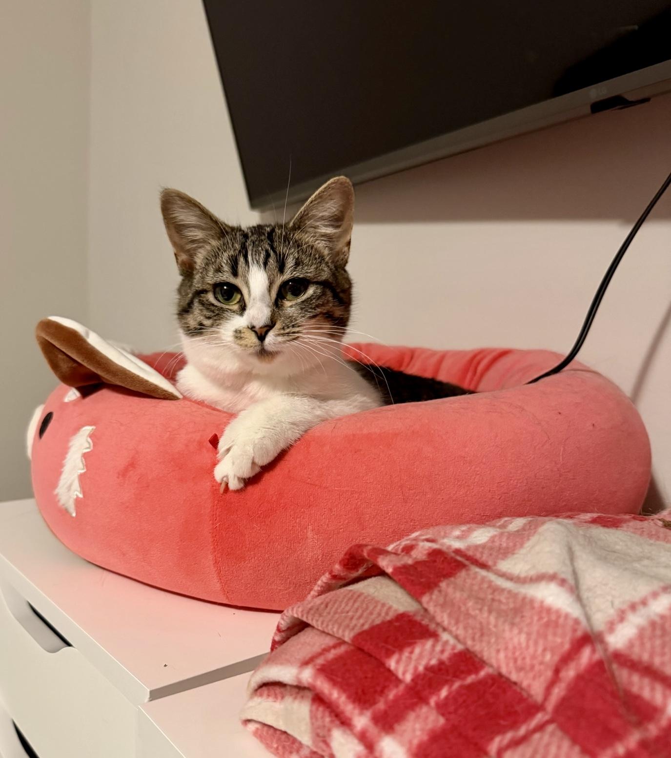 Enlarge Eileen , a ADOPTABLE Tabby in Bethel, CT image 3/6