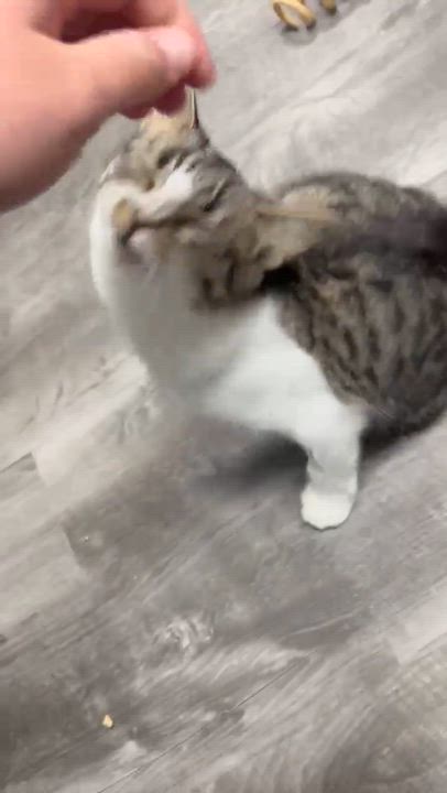 Enlarge Eileen , a ADOPTABLE Tabby in Bethel, CT video 6/6