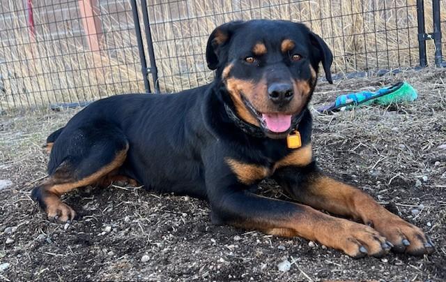 Maple, ADOPTABLE, Adult Female Rottweiler.