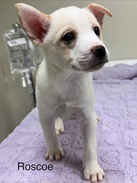 Roscoe, Adoptable, Puppy Male Pomeranian & Husky.