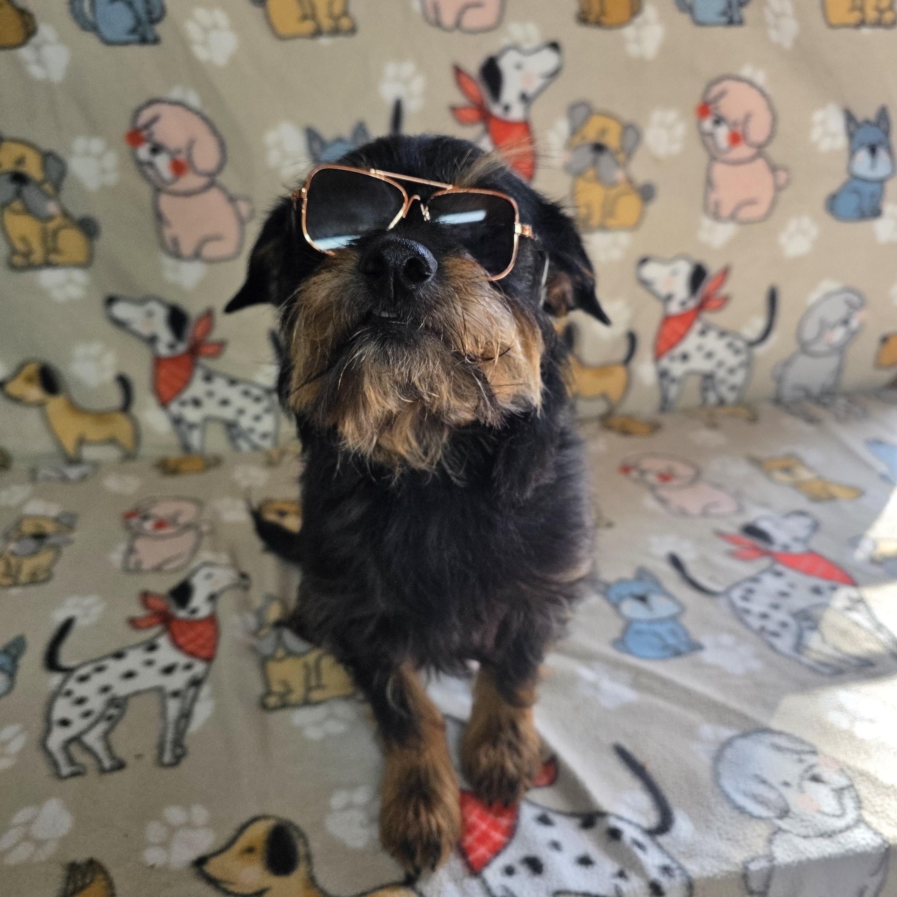 Enlarge Milo - PENDING!, an adopted mixed breed in Dallas, GA image 4/4