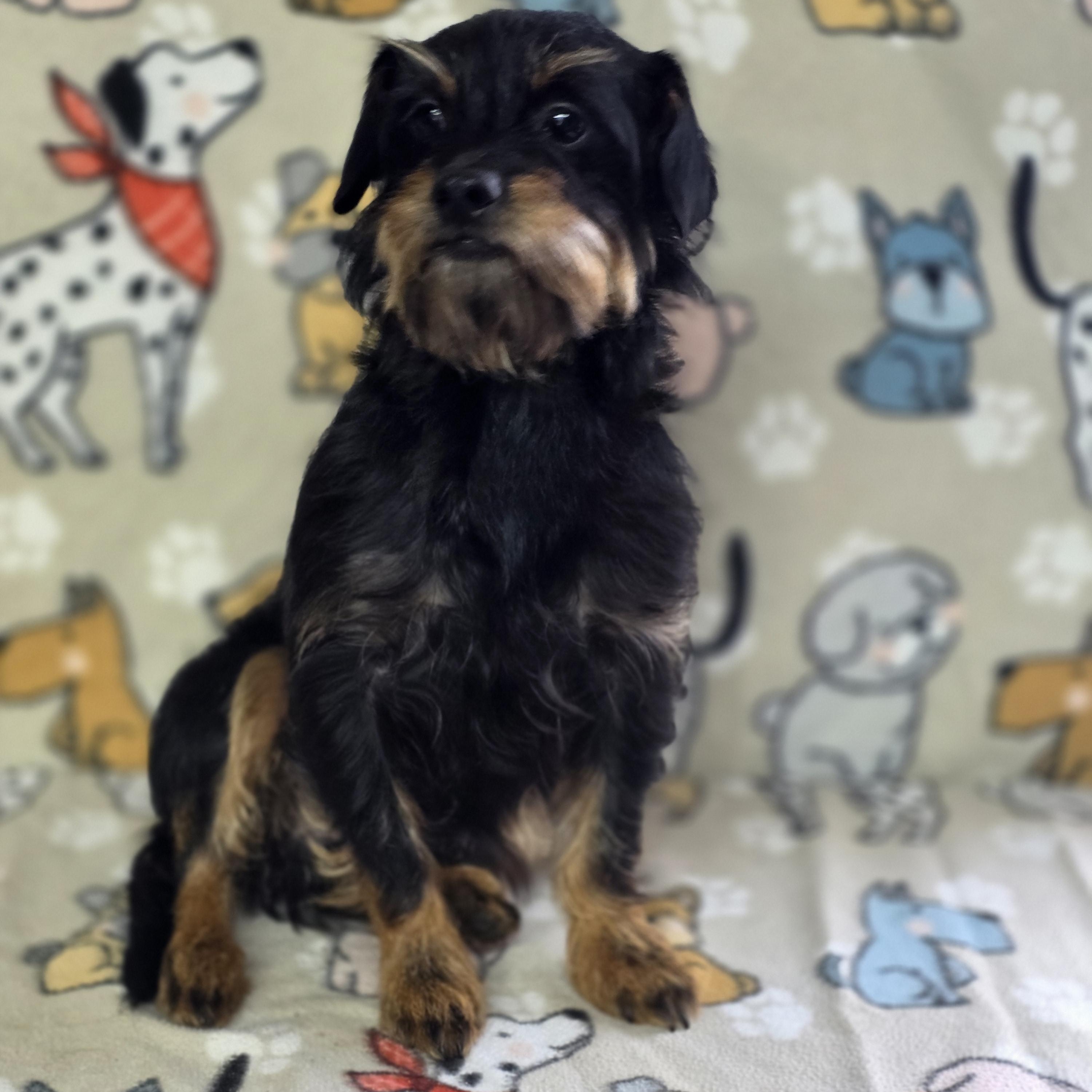 Milo - PENDING!, adopted, Adult Male Brussels Griffon & Dachshund.