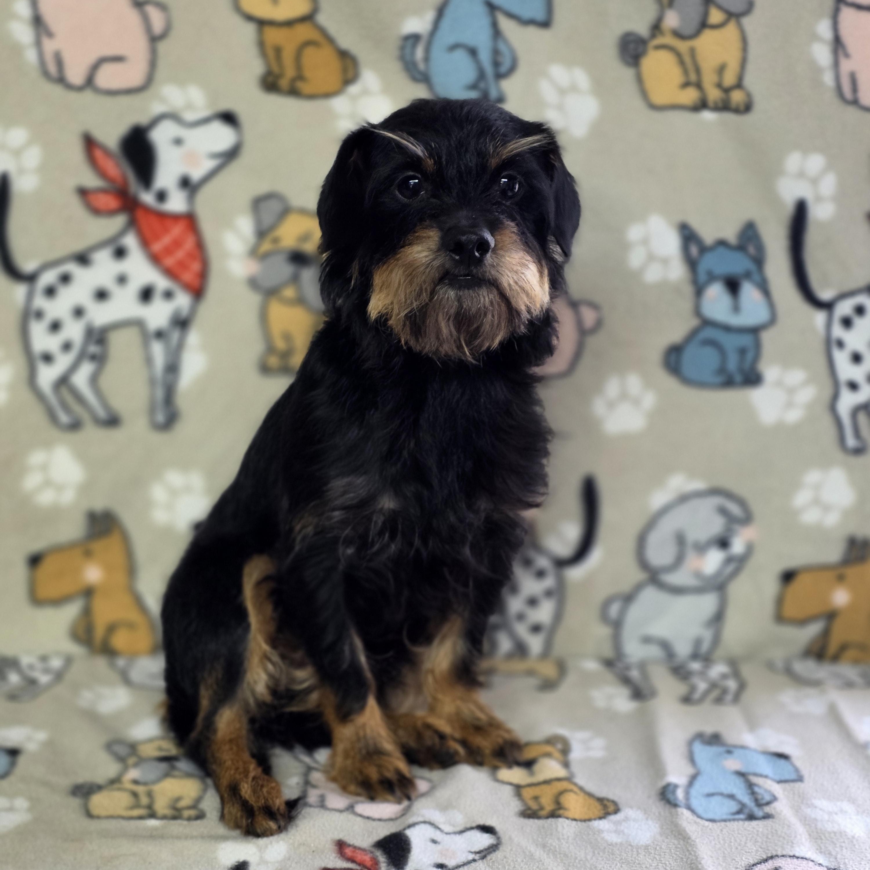 Enlarge Milo - PENDING!, an adopted mixed breed in Dallas, GA image 2/4