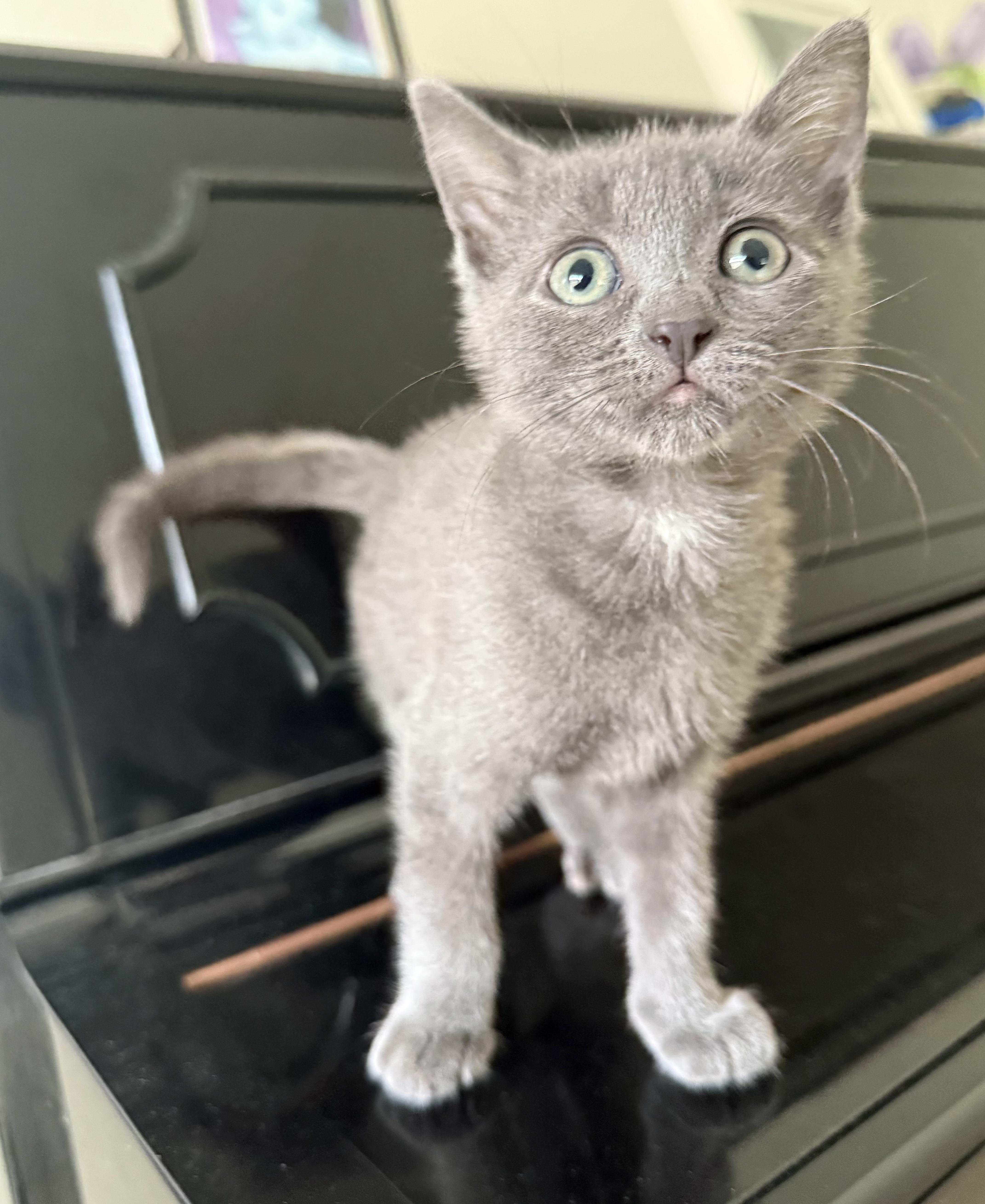 Bella, a Adoptable Domestic Short Hair in Long Beach, CA image 2/2