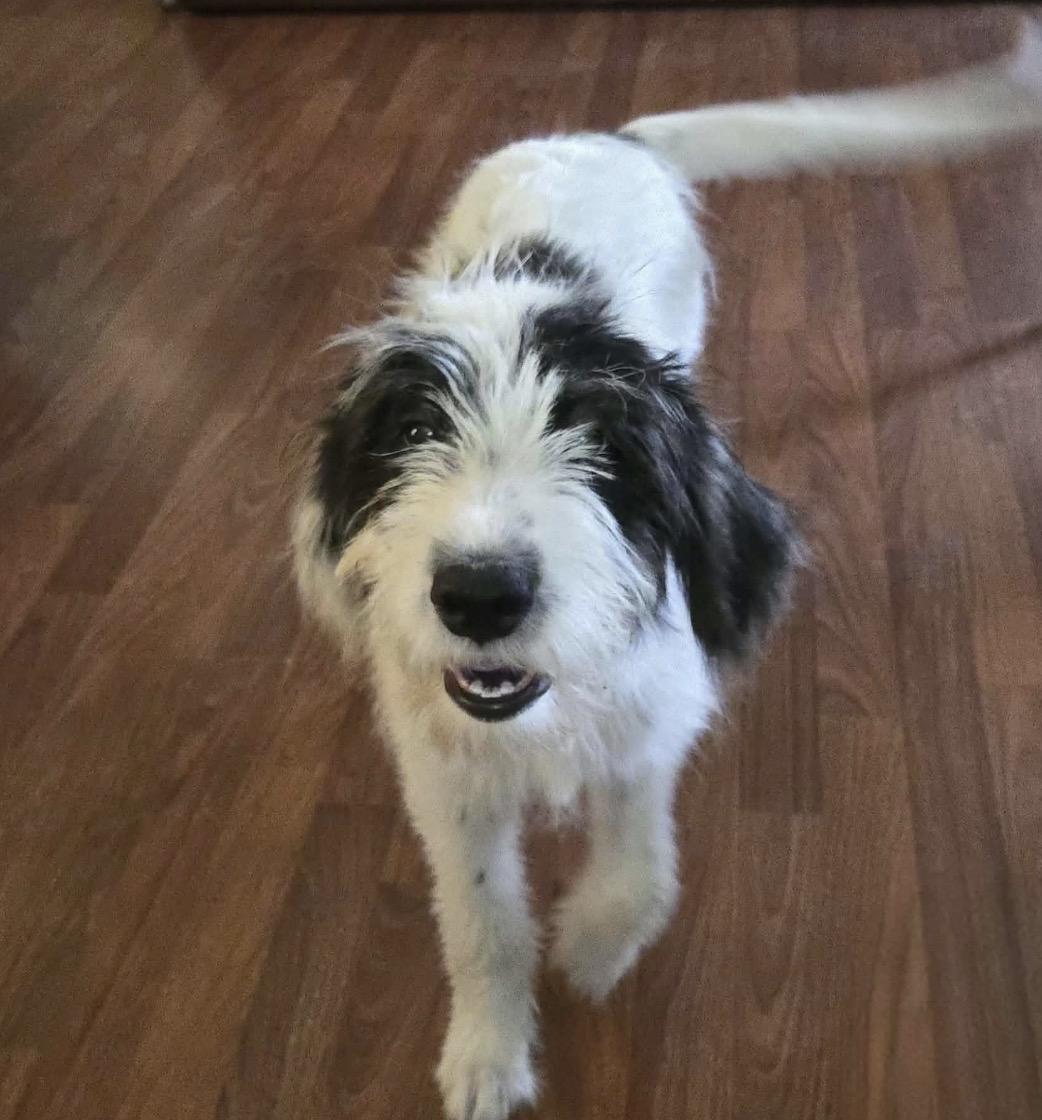 Rue, Adopted, Young Female Mixed Breed.