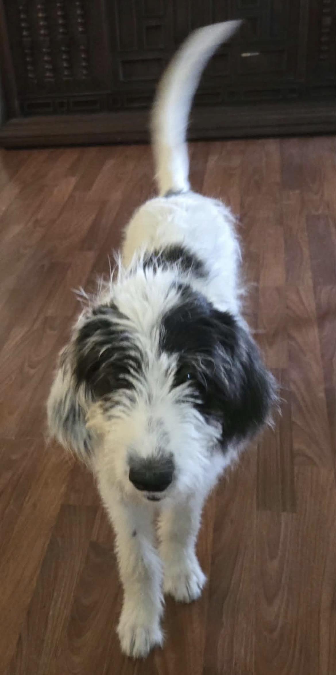 Enlarge Rue, a Adopted Mixed Breed in Mobile, AL image 2/4