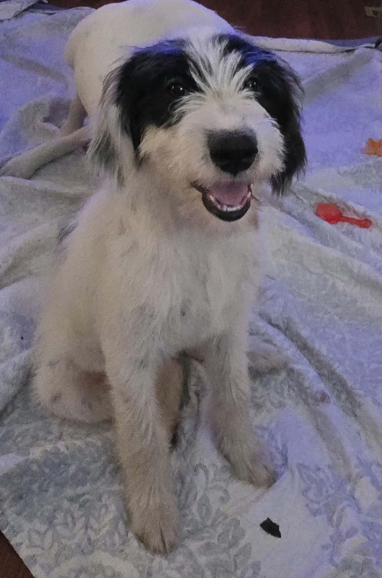 Enlarge Rue, a Adopted Mixed Breed in Mobile, AL image 4/4