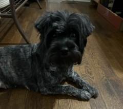 Enlarge Amelia, an adopted mixed breed in Closter, NJ image 1/3