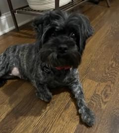 Enlarge Amelia, an adopted mixed breed in Closter, NJ image 2/3