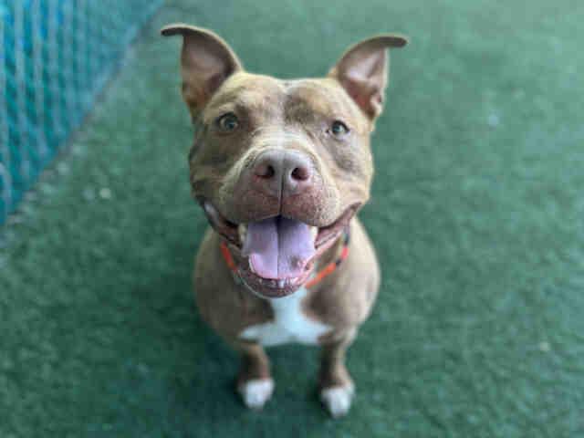 Enlarge BRONCO, a Adoptable Pit Bull Terrier in Bonita, CA image 1/1