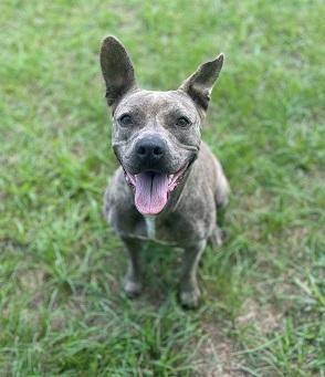 Piper, Adult Female unknown