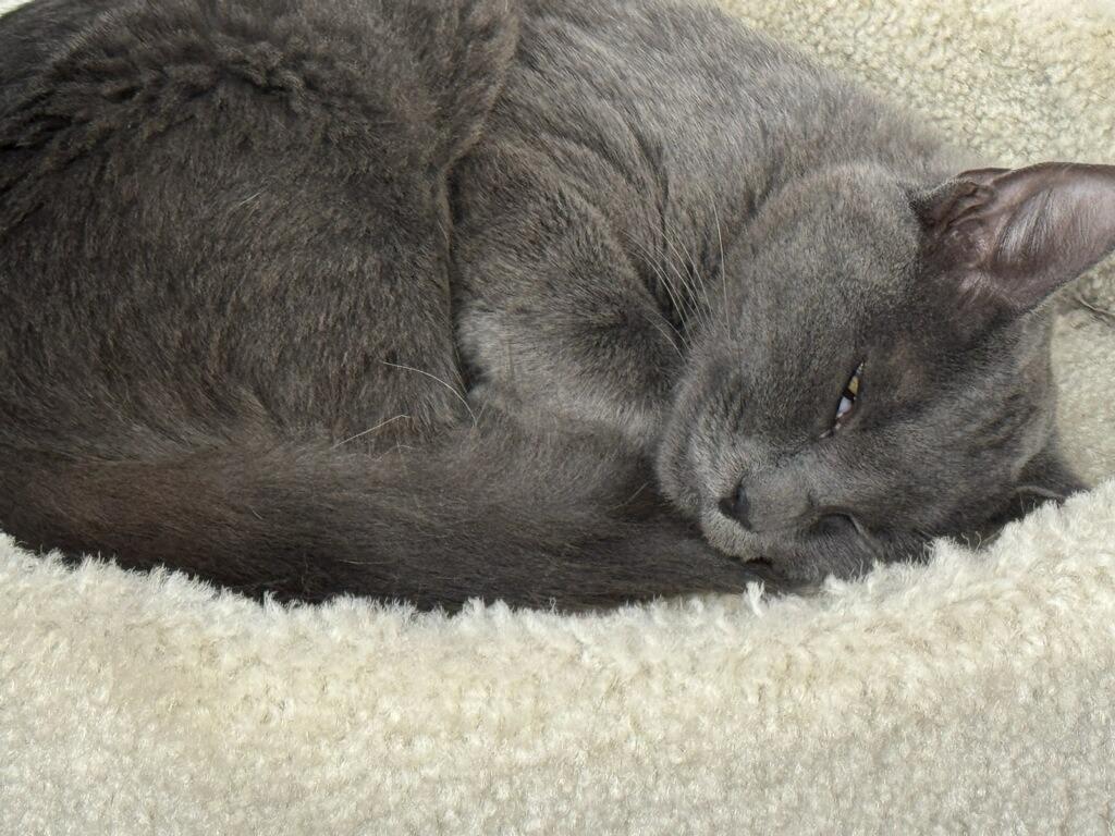 Reagan, Adopted, Young Female Domestic Medium Hair.