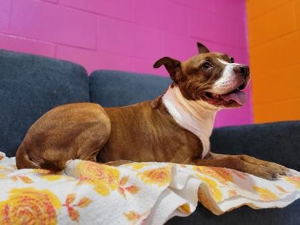 Bella, Adoptable, Adult Female Mixed Breed & Mixed Breed.