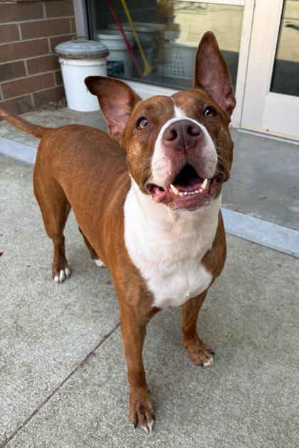 Enlarge Bella, a Adoptable mixed breed in Cincinnati, OH image 1/3