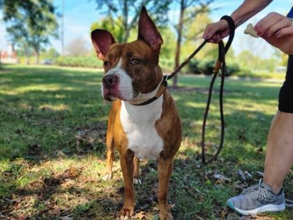 Bella, Adoptable, Adult Female Mixed Breed & Mixed Breed.