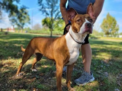 Enlarge Bella, a Adoptable mixed breed in Cincinnati, OH image 3/3