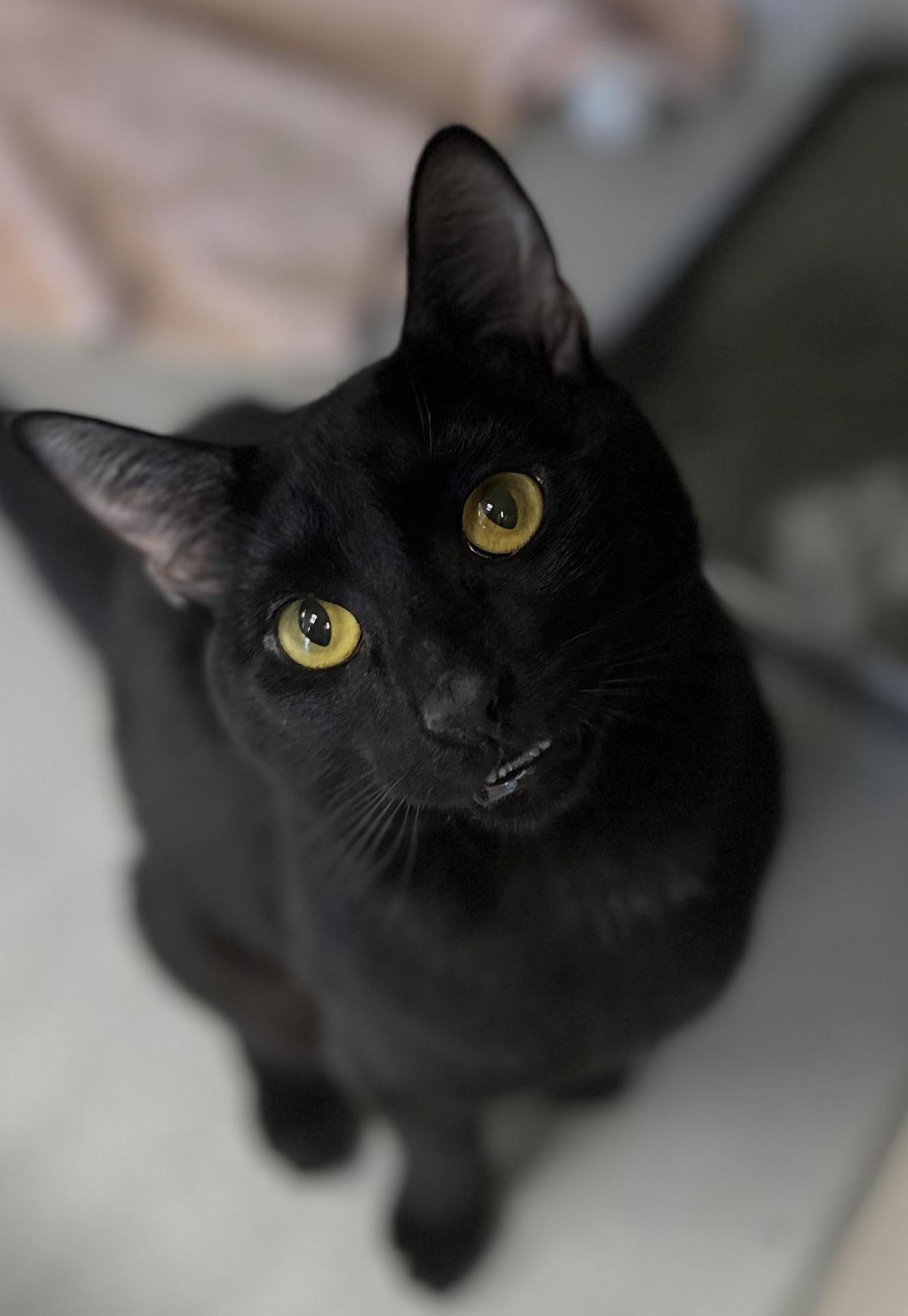 Enlarge Hobbes, a Adoptable Domestic Short Hair in Teterboro, NJ image 1/1