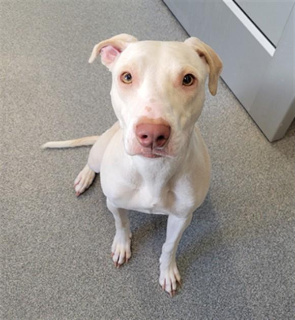 CAROLINE, Adoptable, Young Female Labrador Retriever & Pit Bull Terrier.