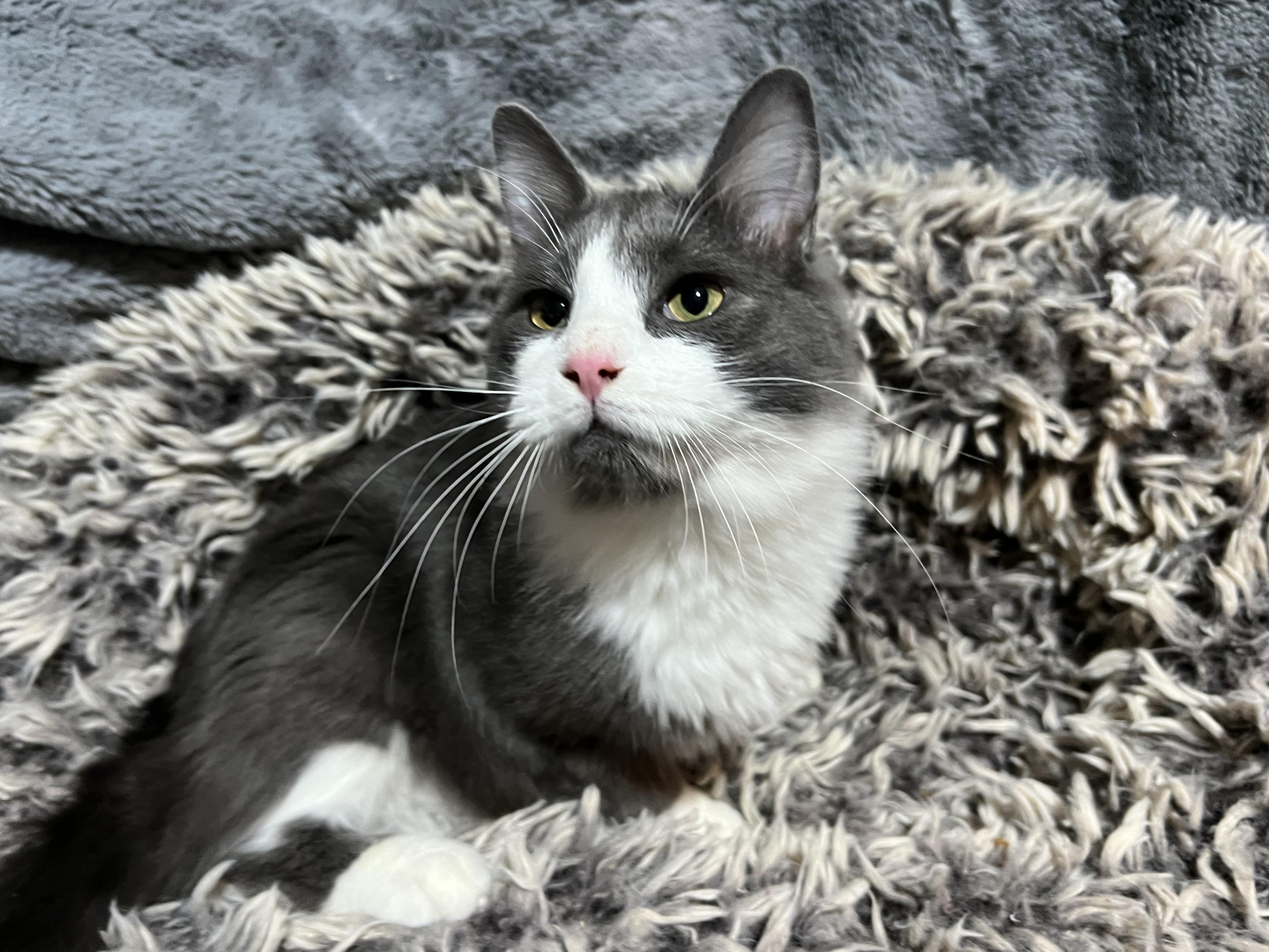 Bunny, Adoptable, Young Male Domestic Medium Hair.